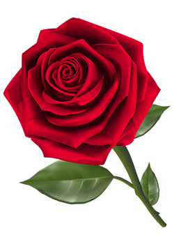 Red Rose