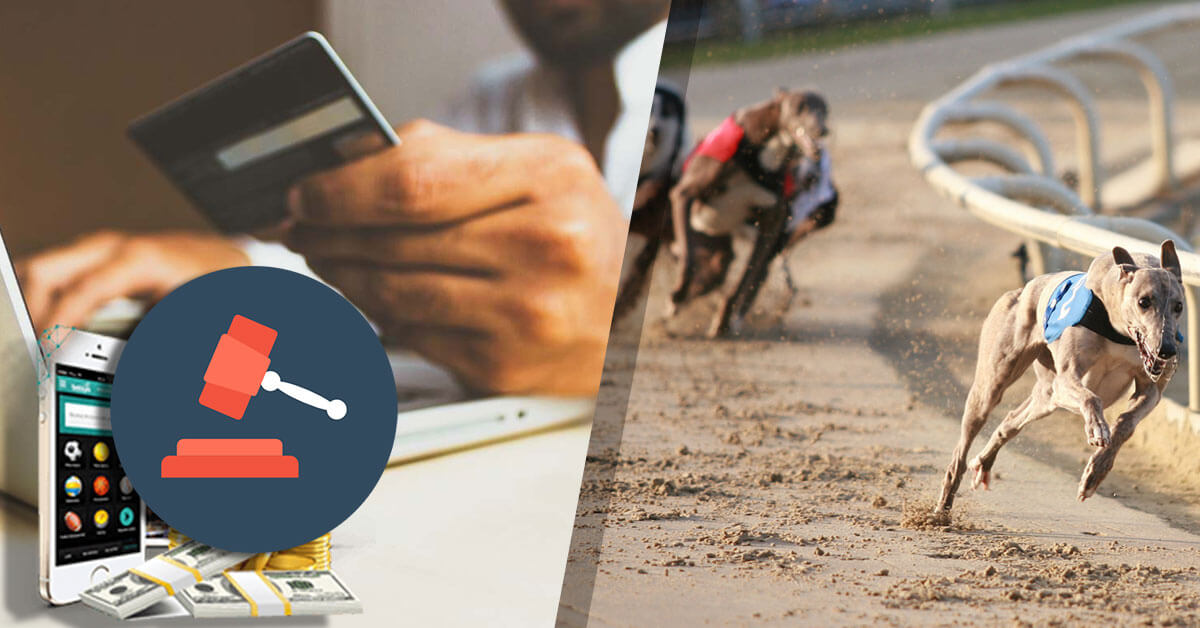 greyhound betting online