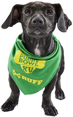Black Dog Playing in the Puppy Bowl