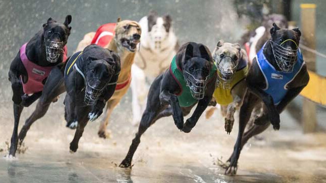 Dogs Racing While it Rains