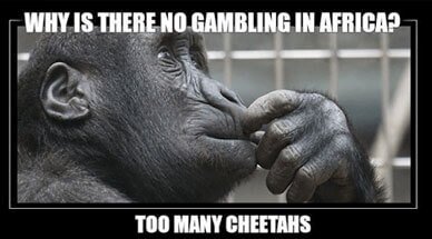 To Many Cheetahs