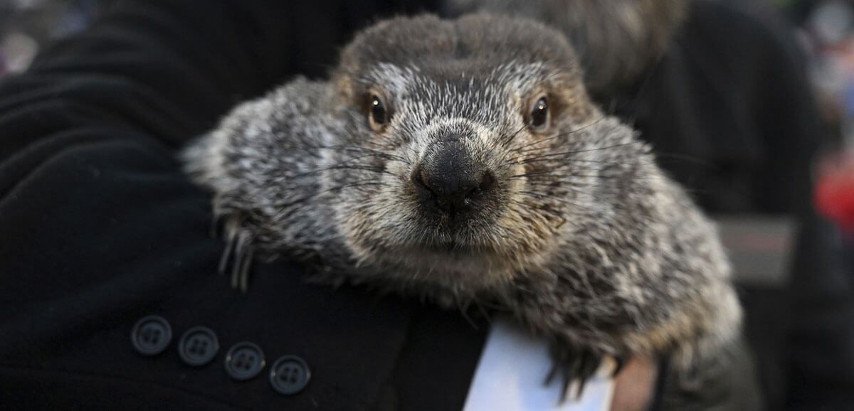 Punxsutawney Phil