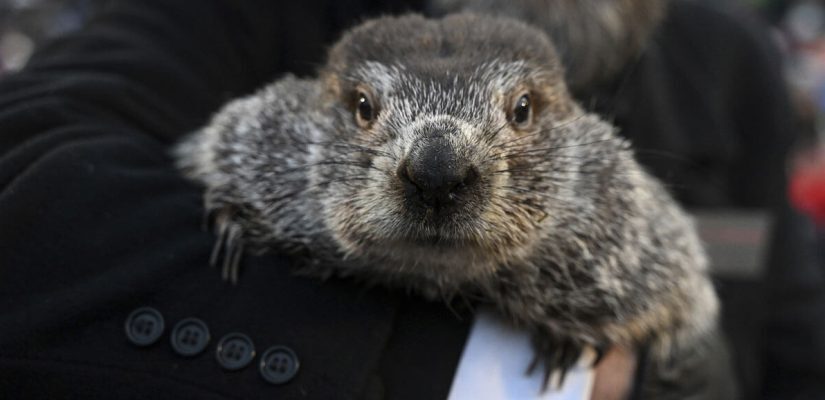 Punxsutawney Phil